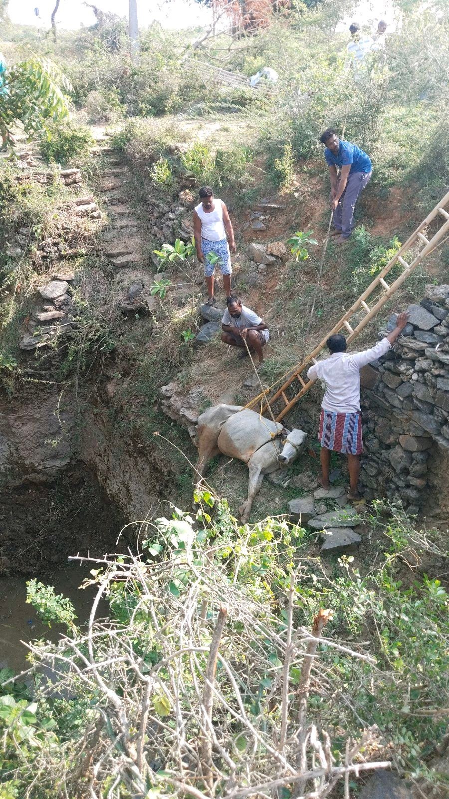 గ్రామస్తులు మూగ జీవను కాపాడి మానవత్వం చాటుకున్నారు.