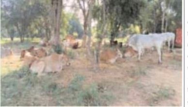 సూళ్లూరుపేటలో పశువుల అక్రమ రవాణా దందా