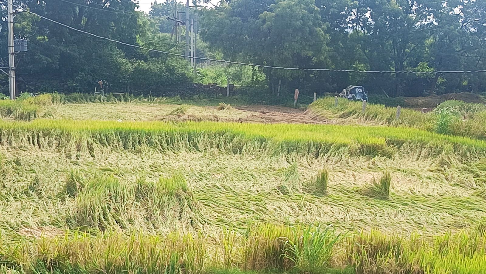 తుఫాన్ ప్రభావంతో సీతారామపురం మండలంలో వరి రైతులకు నష్టం