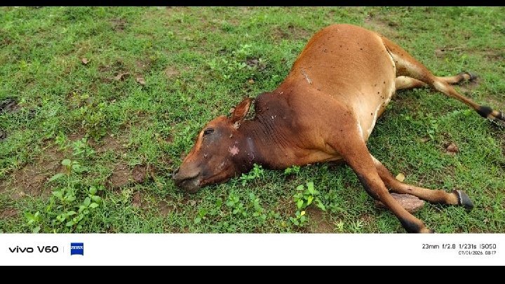 ఆవుపై పులి పంజా..ఆందోళనలో ప్రజలు!!
