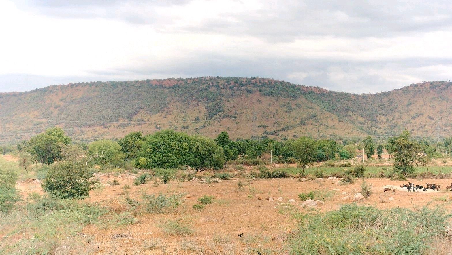 *🌧️ గుండువారిపల్లిలో  వర్షం.. రైతుల్లో ఆనందం*