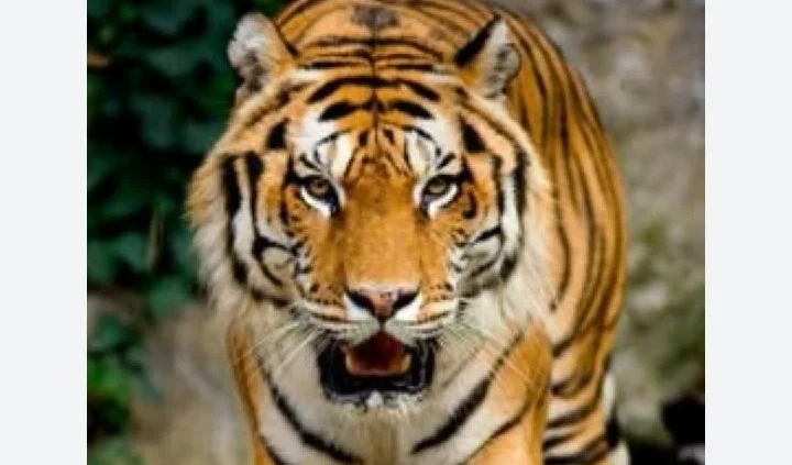 పులి ప్రవేశం అంటూ ప్రచారం.