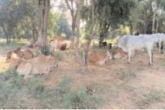 సూళ్లూరుపేటలో పశువుల అక్రమ రవాణా దందా
