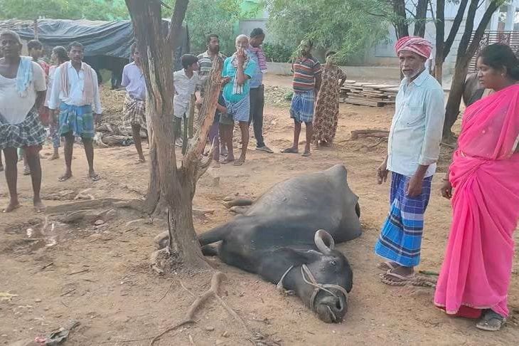పిడుగు పడి గేద మృతి రూపాయలు లక్ష వరకు ఆస్తి నష్టం
