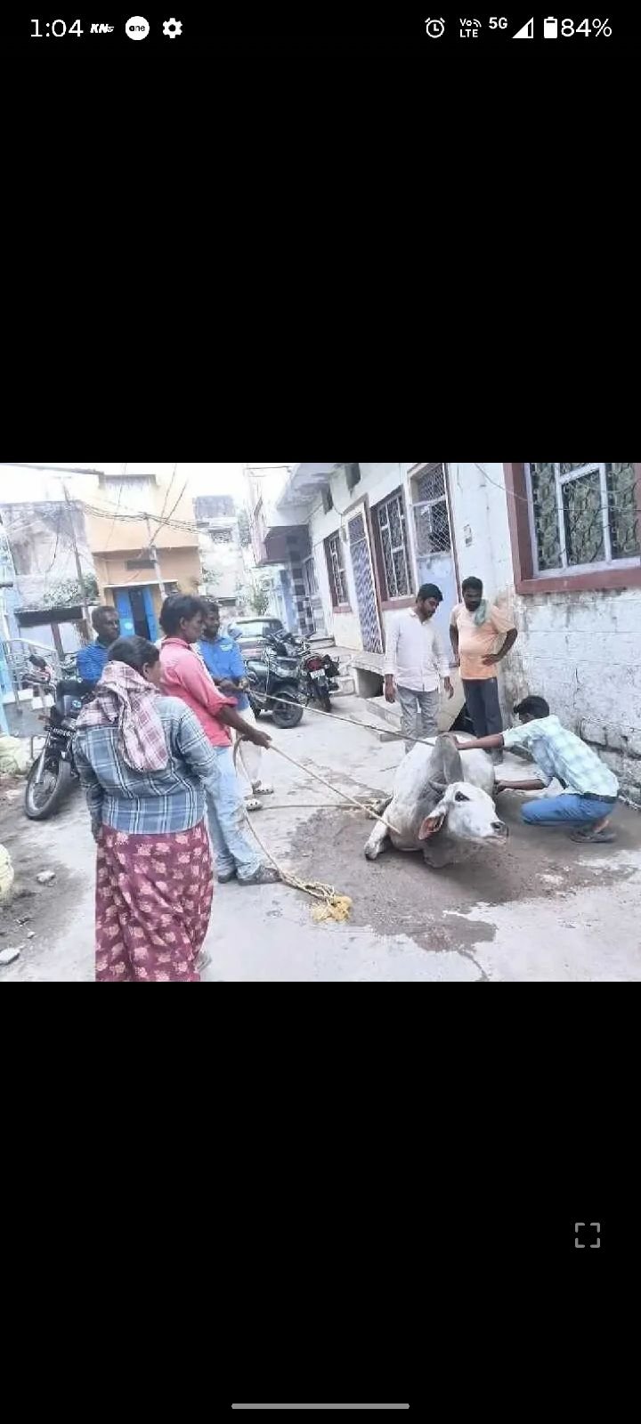 ఆదోని హవన్నపేట లో ఆవును కాపాడే ప్రయత్నం
