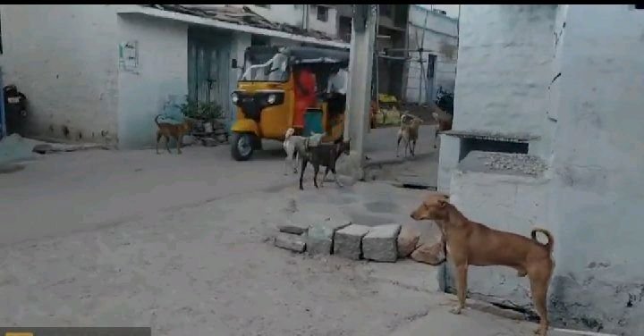 ఆదోని గణేష్ సర్కిల్ లో వీధి కుక్కల బెడద