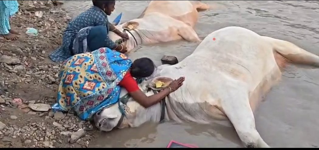 తుంగభద్ర నదిలో మునిగి రెండు ఎద్దుల మృతి
